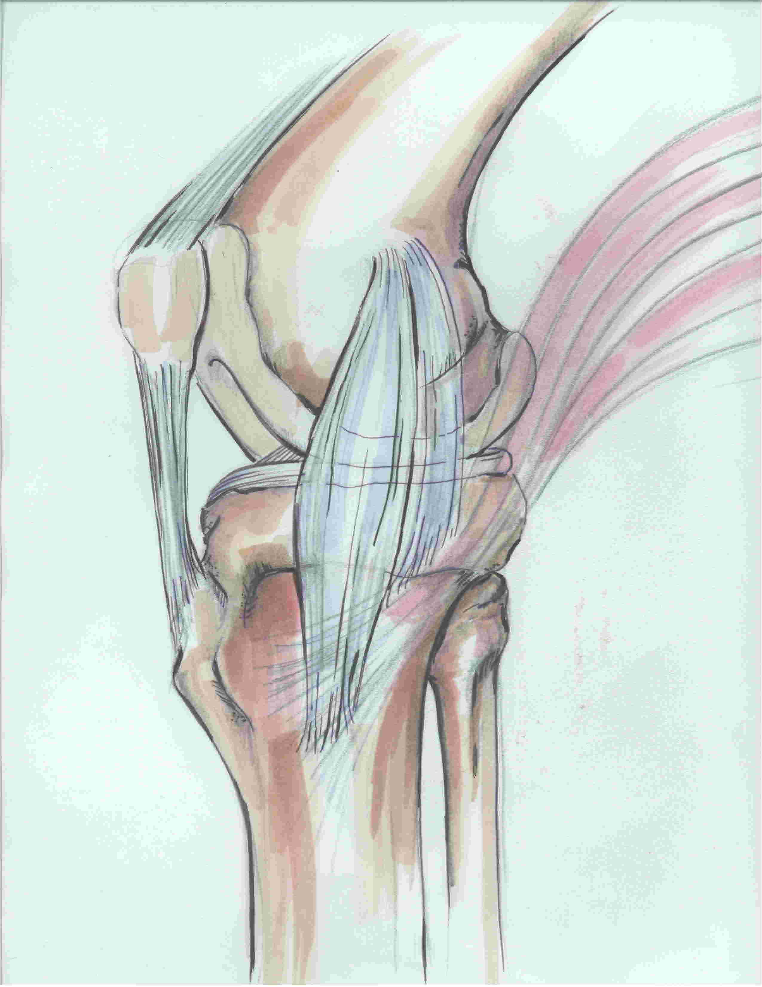 MCL anatomy