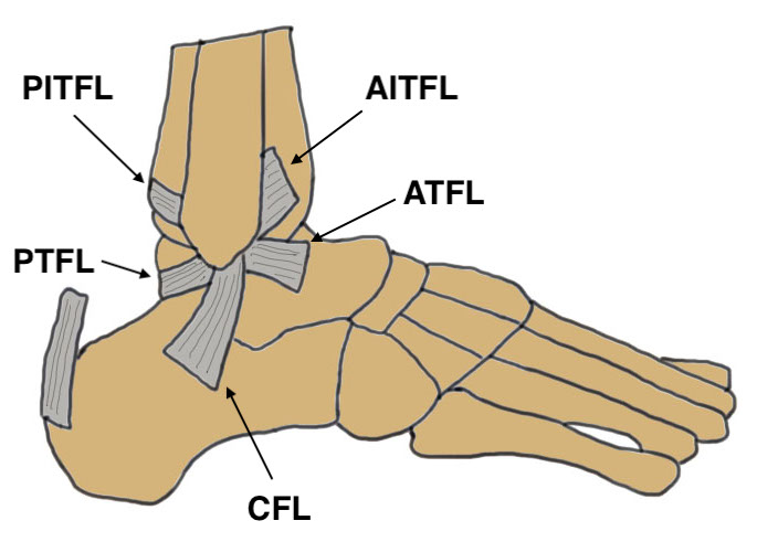 Lateral ligaments