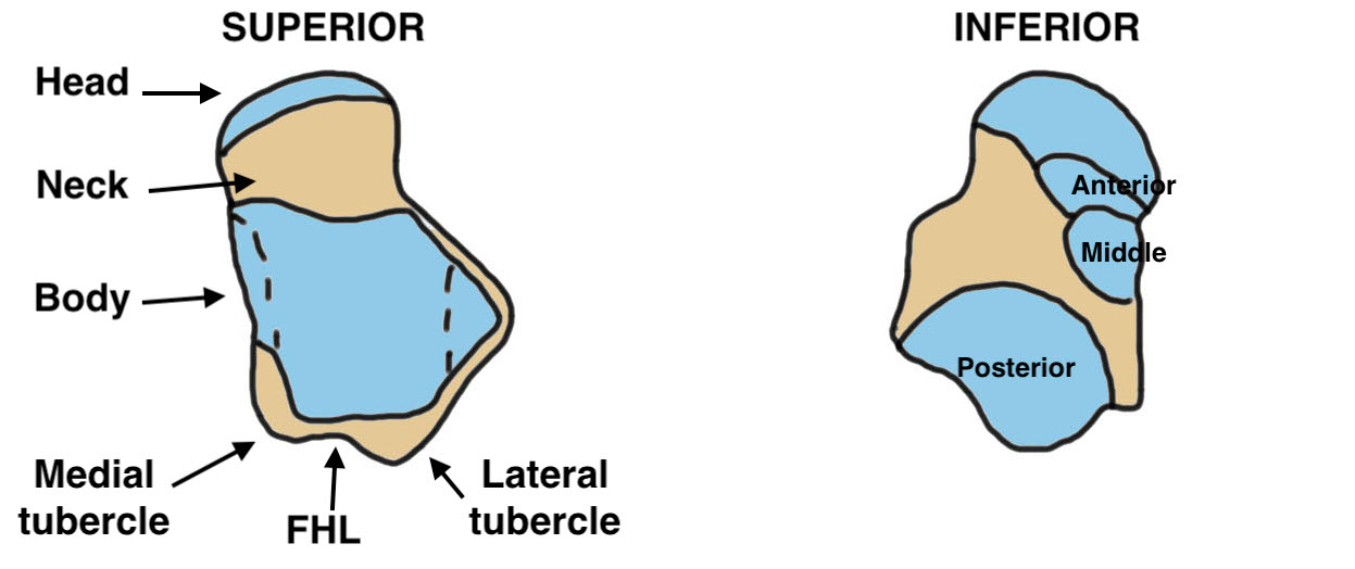 Talus anatomy