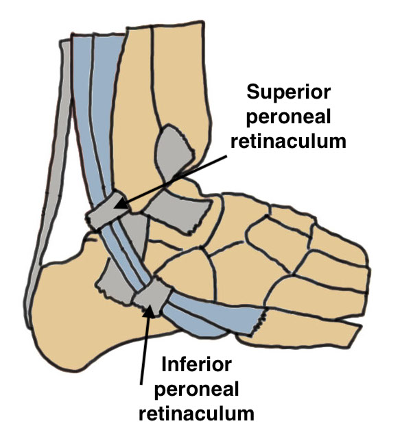 Peroneal anatomy