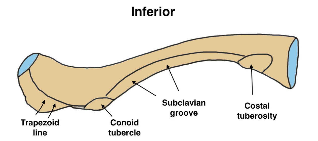 clavicle anatomy