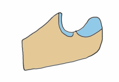 olec anatomy